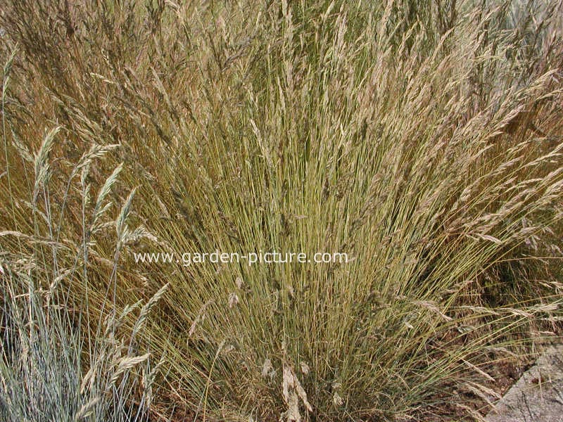 Festuca valesiaca 'Glaucantha'