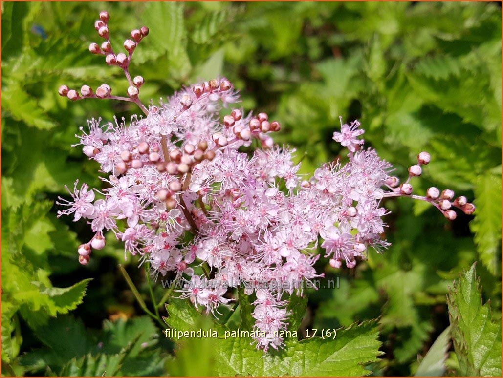 Filipendula palmata 'Nana' (C1120)