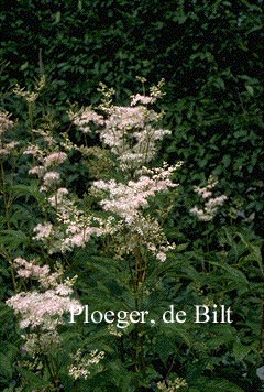 Filipendula purpurea 'Elegans'
