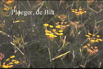 Foeniculum vulgare 'Giant Bronze'