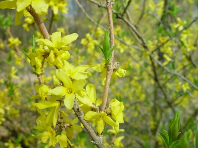 Forsythia intermedia 'Arnold Dwarf'