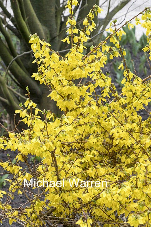 Forsythia intermedia 'Ashmount Gold'