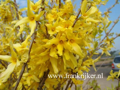 Forsythia intermedia 'Golden Times' Forsythia intermedia 'Golden Times'