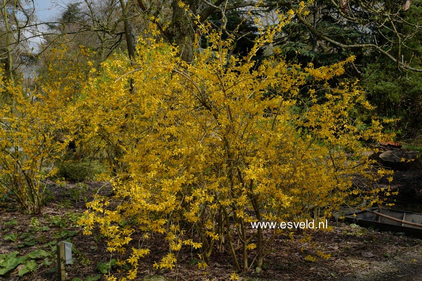 Forsythia intermedia 'Karl Sax'