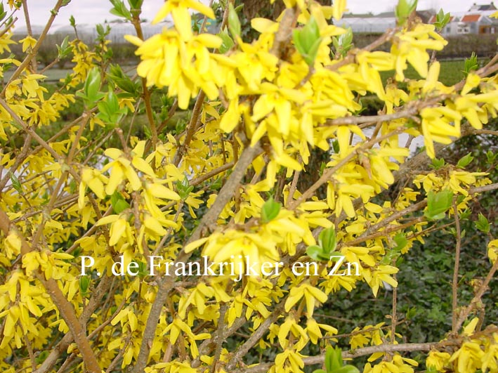 Forsythia intermedia 'Northern Gold'