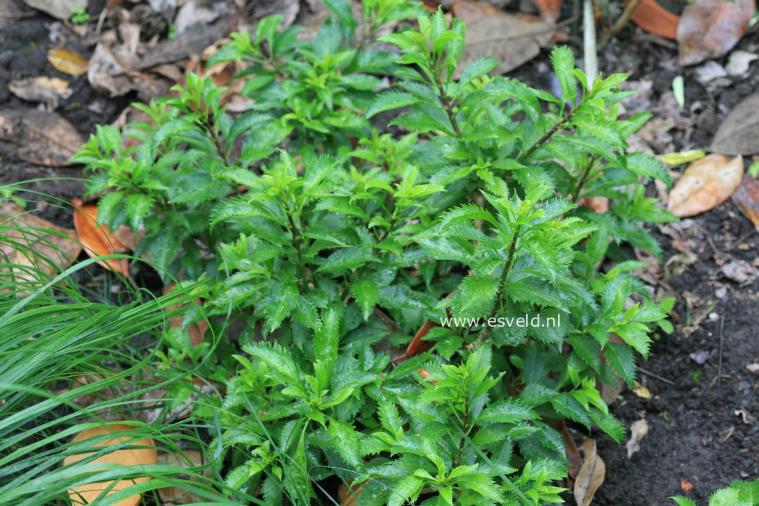 Forsythia intermedia 'Paulina'