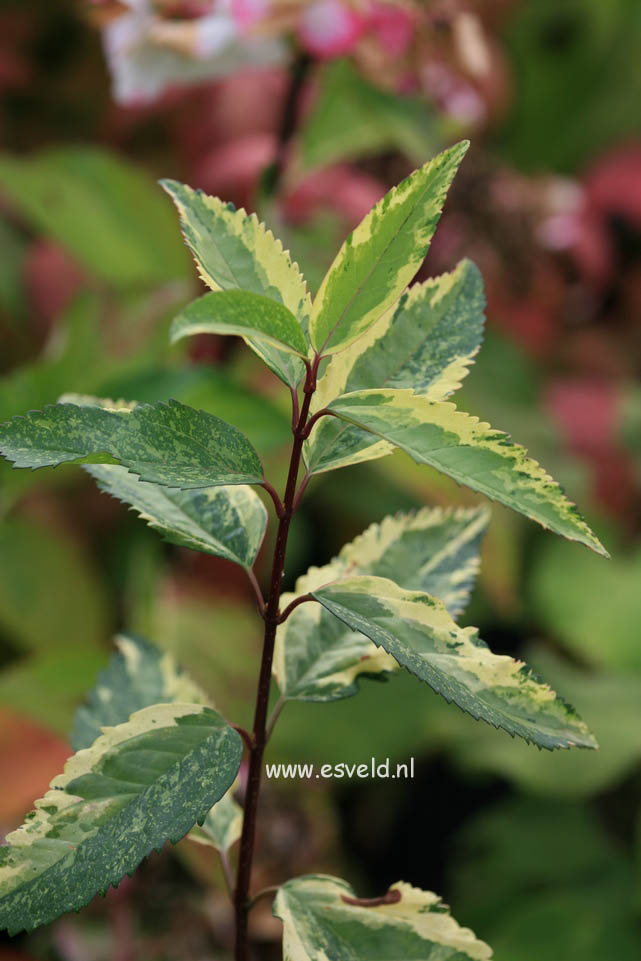 Forsythia intermedia 'Variegata'