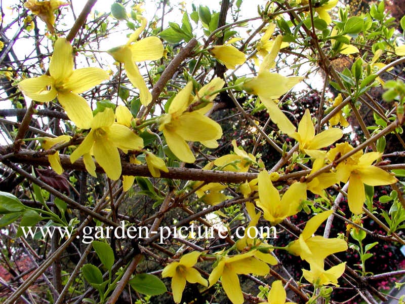 Forsythia suspensa