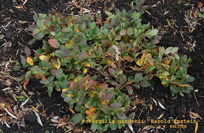 Fothergilla gardenii 'Harold Epstein'