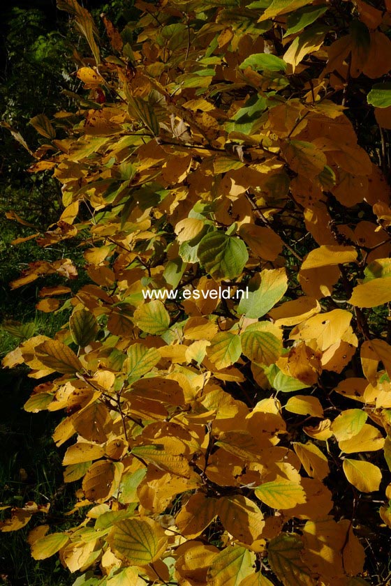 Fothergilla intermedia 'Mount Airy'