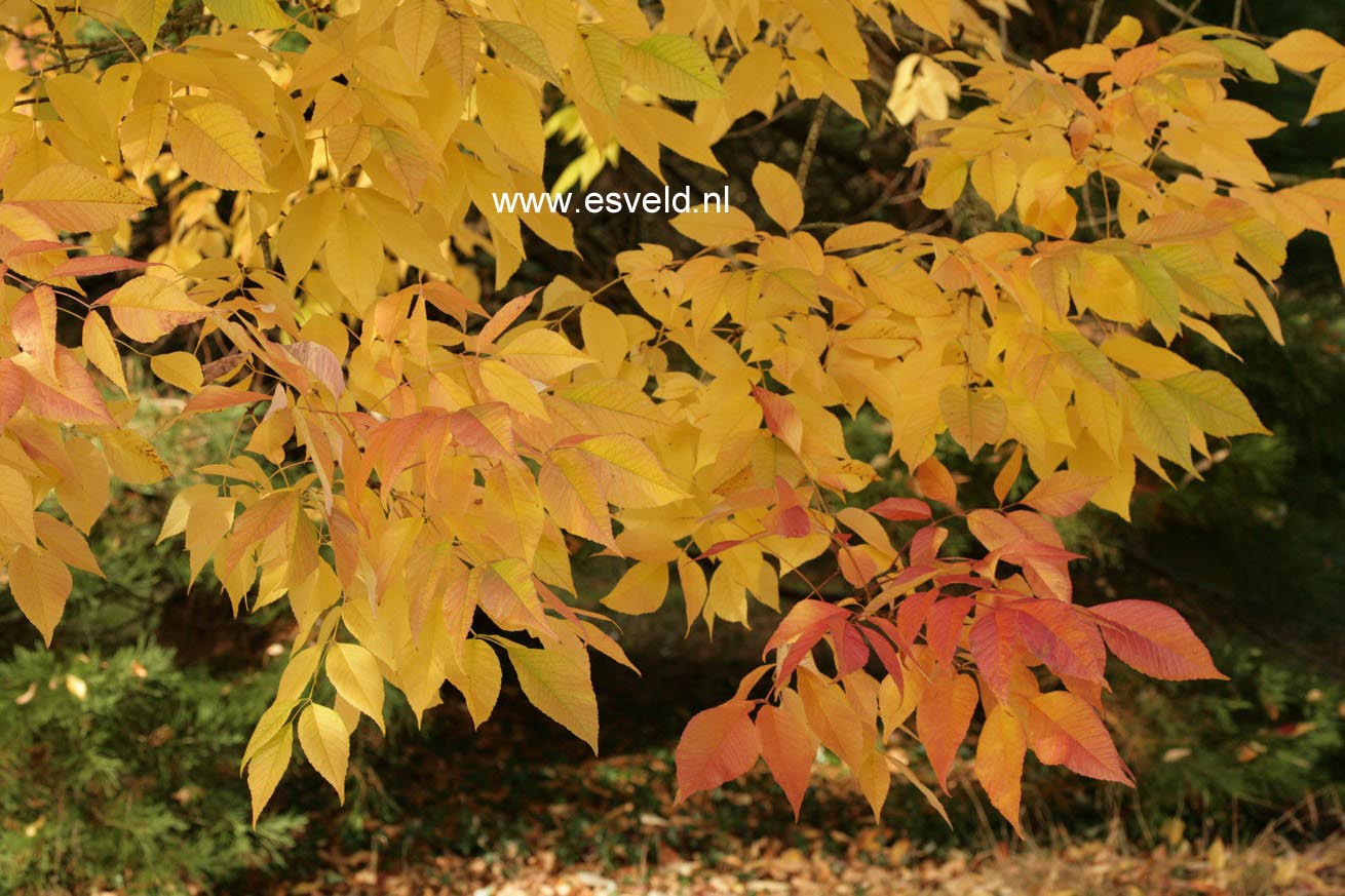 Fraxinus americana 'Autumn Purple'