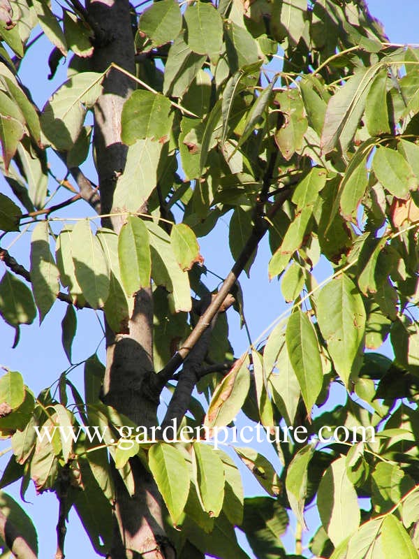 Fraxinus americana 'Skyline'