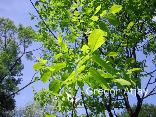 Fraxinus americana microcarpa