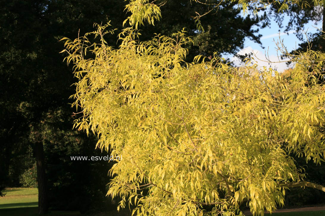 Fraxinus angustifolia 'Elegantissima'