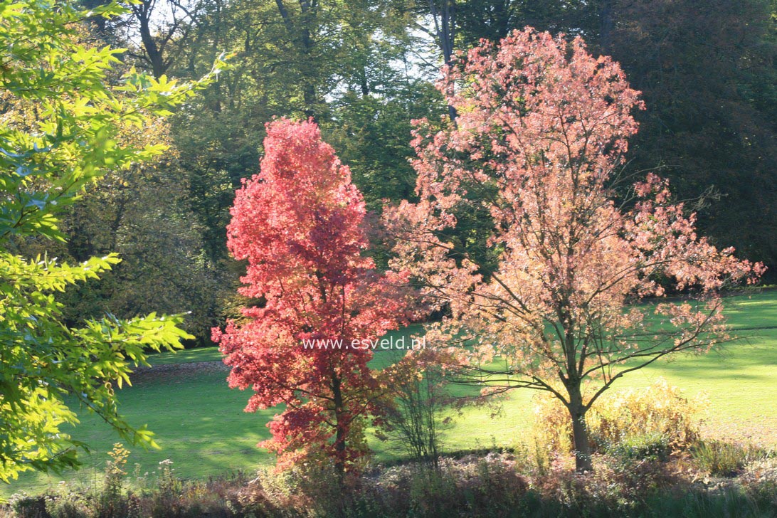 Fraxinus angustifolia 'Raywood'