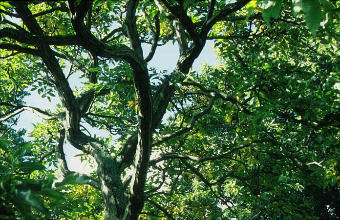 Fraxinus chinensis rhyncifolia