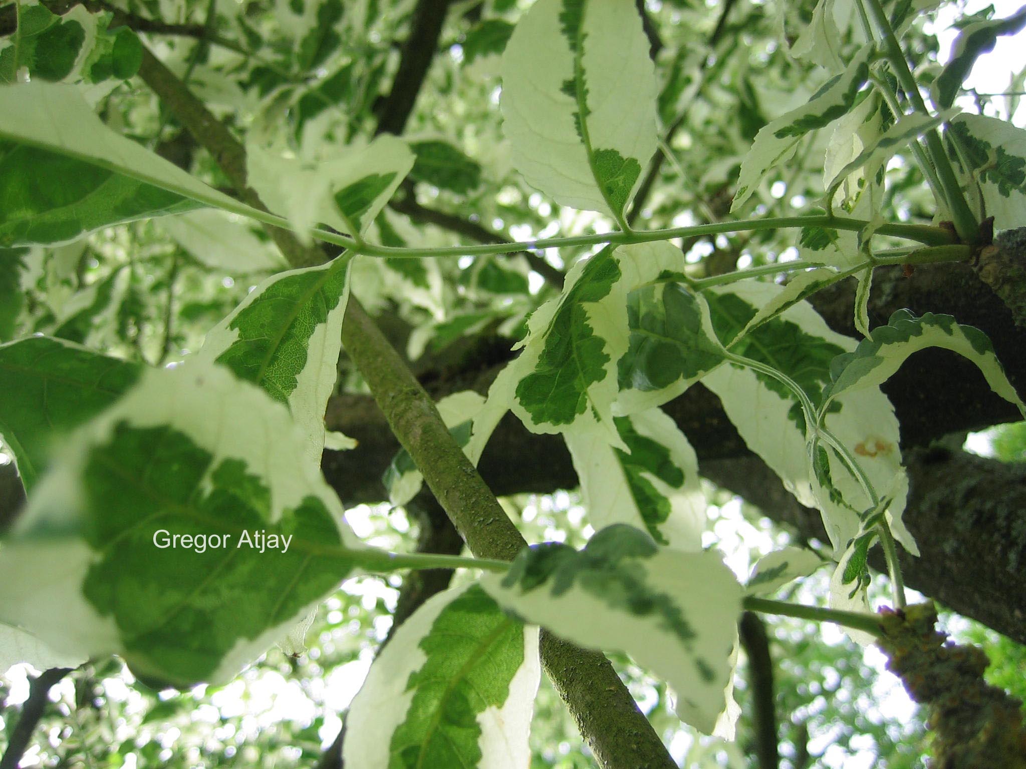 Fraxinus excelsior 'Argenteovariegata'