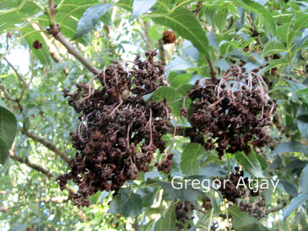 Fraxinus excelsior 'Atlas'