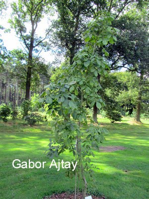 Fraxinus mandshurica