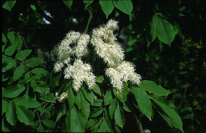 Fraxinus ornus 'Arie Peters' Fraxinus ornus 'Arie Peters'