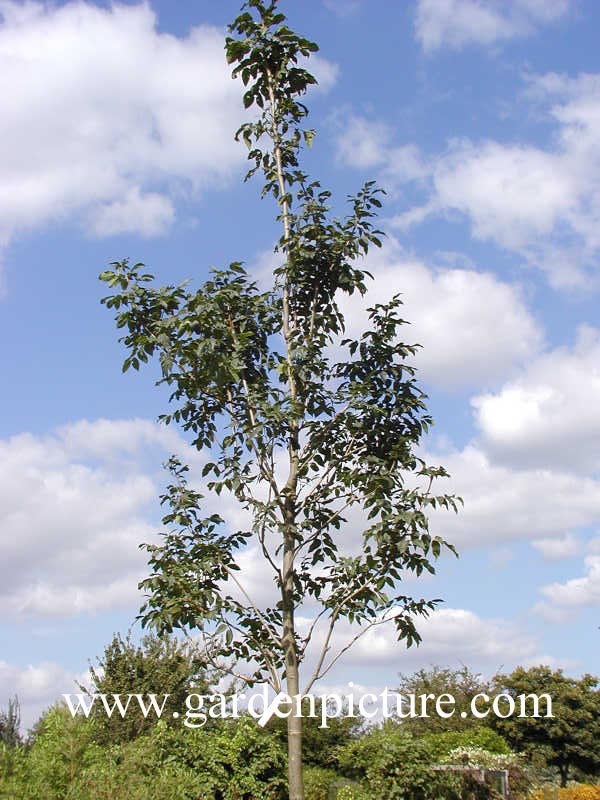 Fraxinus ornus 'Louisa Lady' Fraxinus ornus 'Louisa Lady'