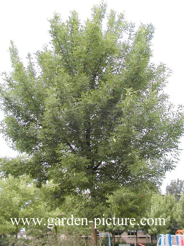 Fraxinus pennsylvanica 'Variegata'