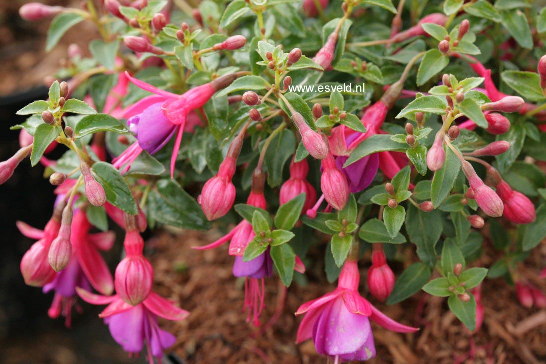 Fuchsia 'Tom Thumb' (79564)