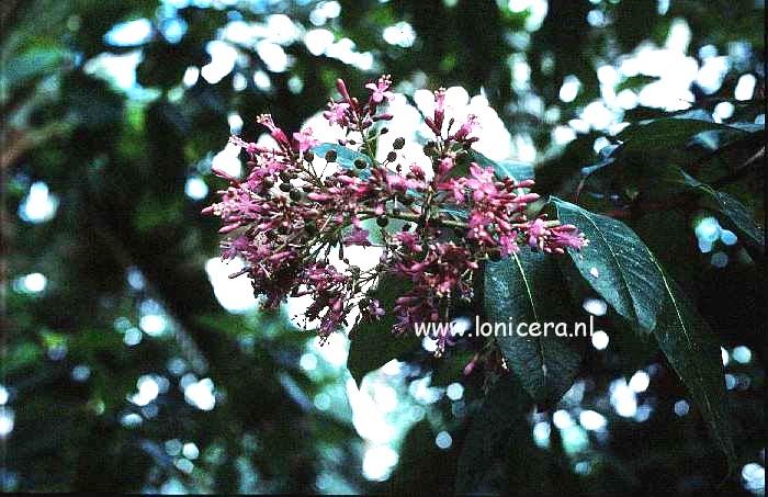 Fuchsia arborescens