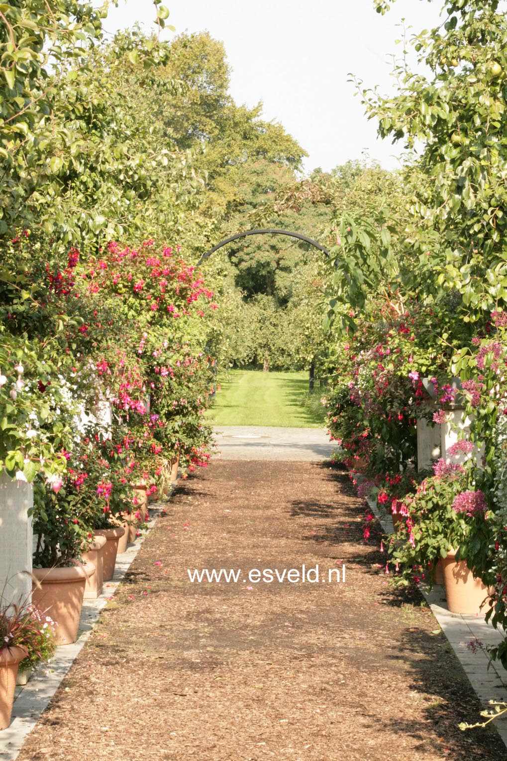 Fuchsia in cultivars