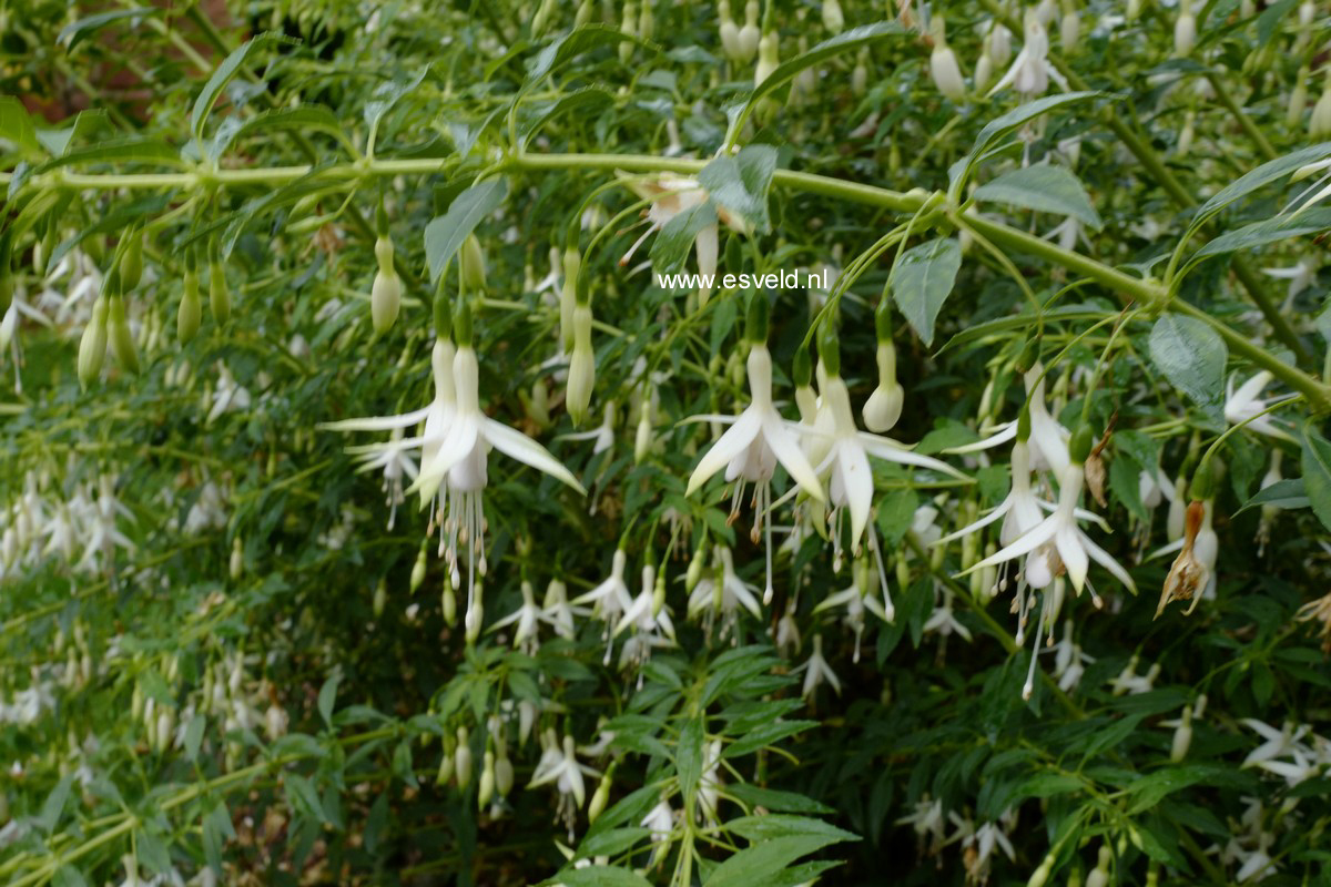 Fuchsia magellanica 'Hawkshead'
