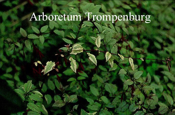 Fuchsia magellanica 'Variegata'