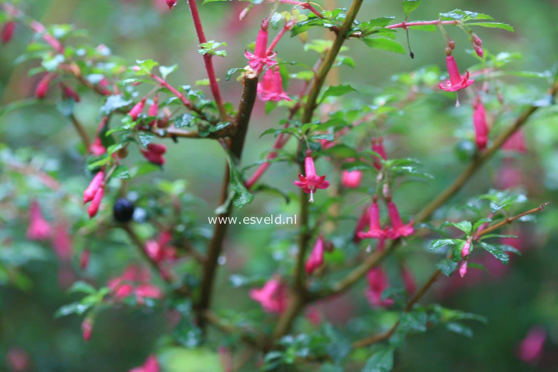 Fuchsia microphylla