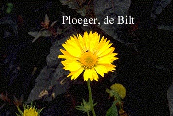 Gaillardia 'Aurea Pura'