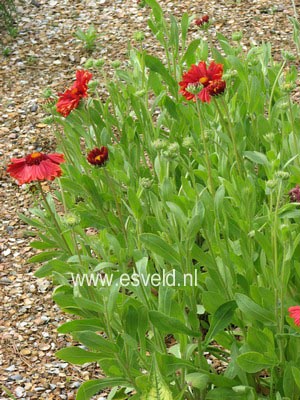 Gaillardia 'Burgunder'