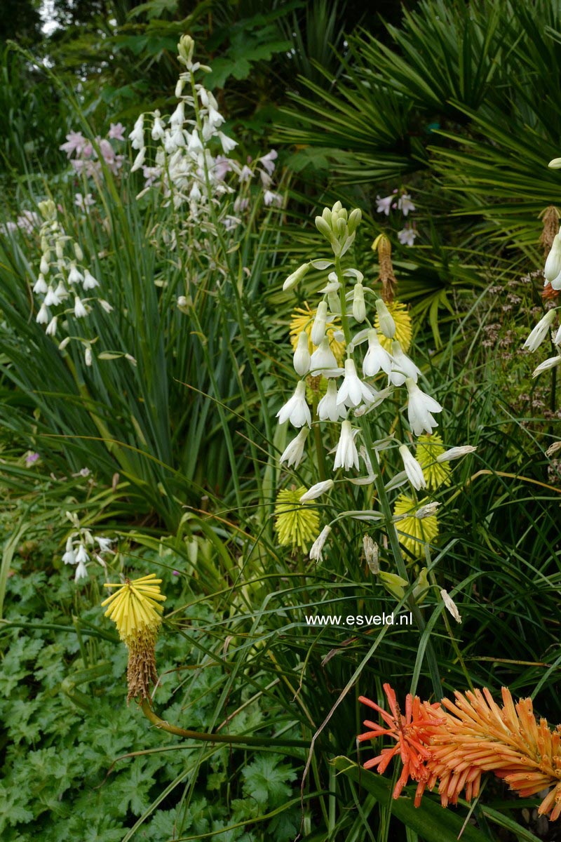 Galtonia candicans