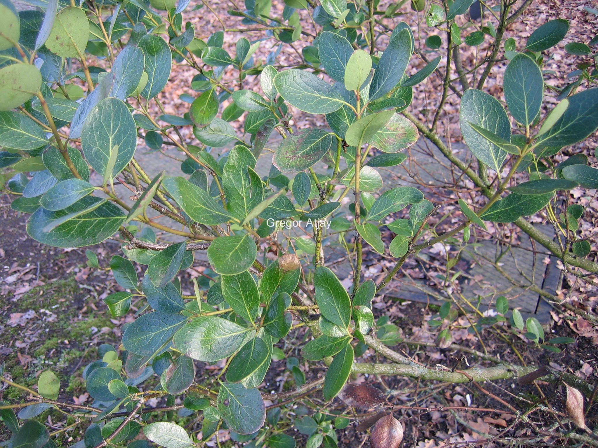 Garrya buxifolia
