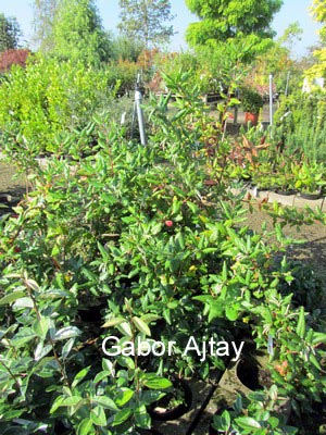 Garrya elliptica 'James Roof'