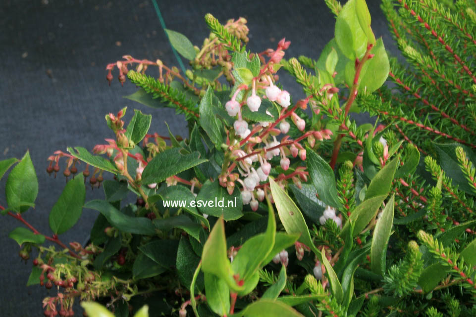 Gaultheria 'Aalshorst' Gaultheria 'Aalshorst'