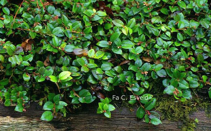 Gaultheria adenothrix Gaultheria adenothrix