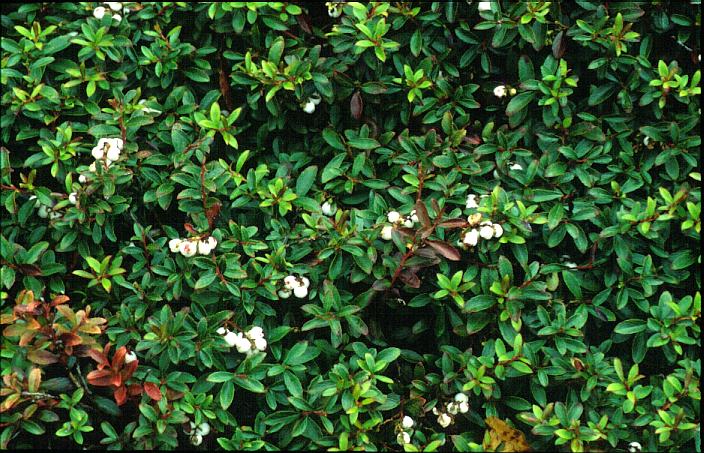 Gaultheria cuneata