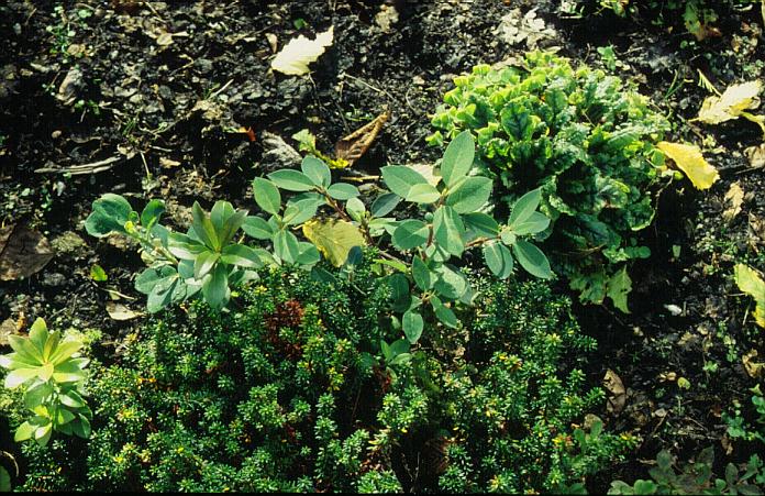 Gaultheria humifusa Gaultheria humifusa