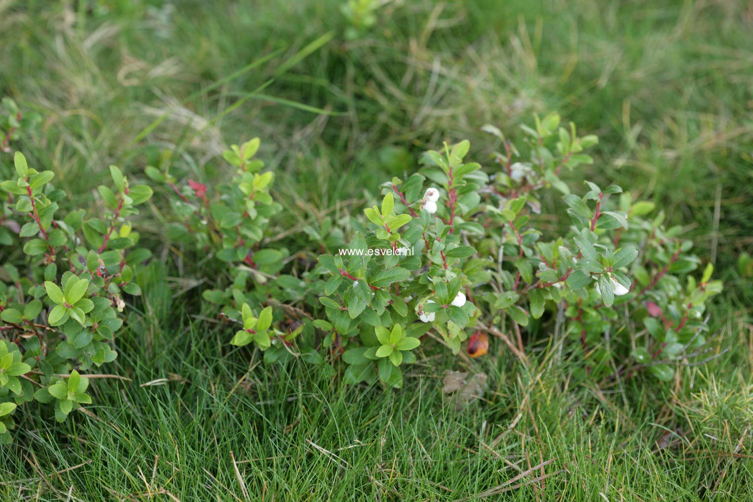 Gaultheria miqueliana
