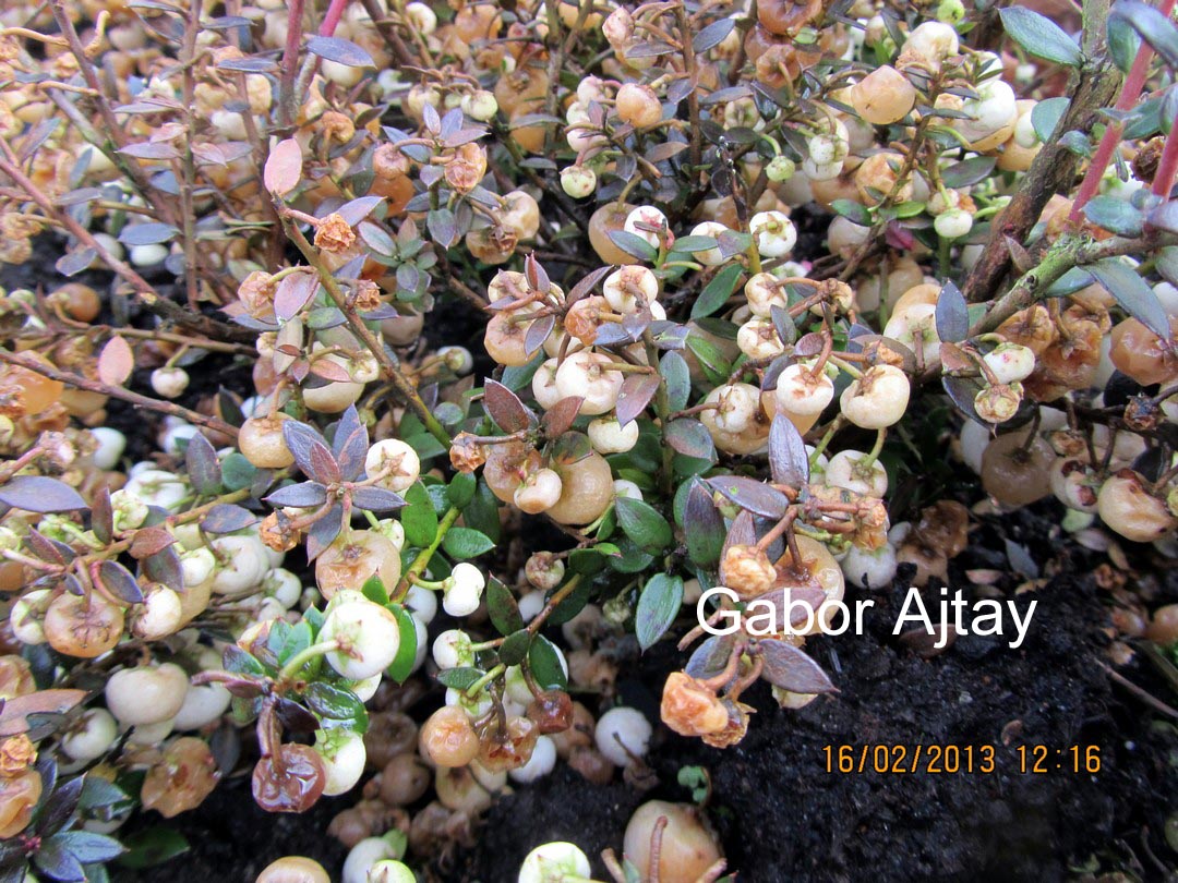 Gaultheria mucronata 'Alba'