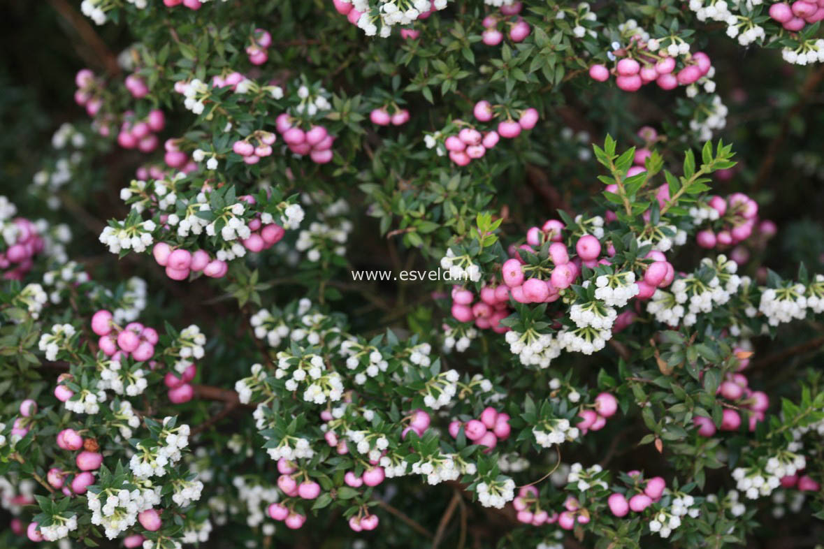 Gaultheria mucronata 'Stag River'