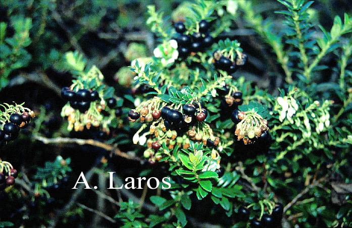 Gaultheria myrsinoides