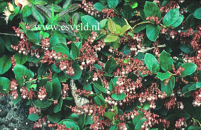 Gaultheria shallon 'Snowqualmi Pass'