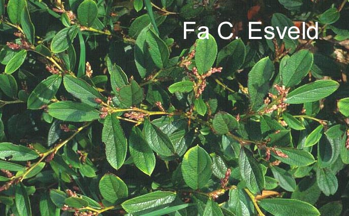 Gaultheria tetramera