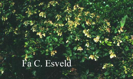 Gaultheria wisleyensis 'Wisley Pearl'