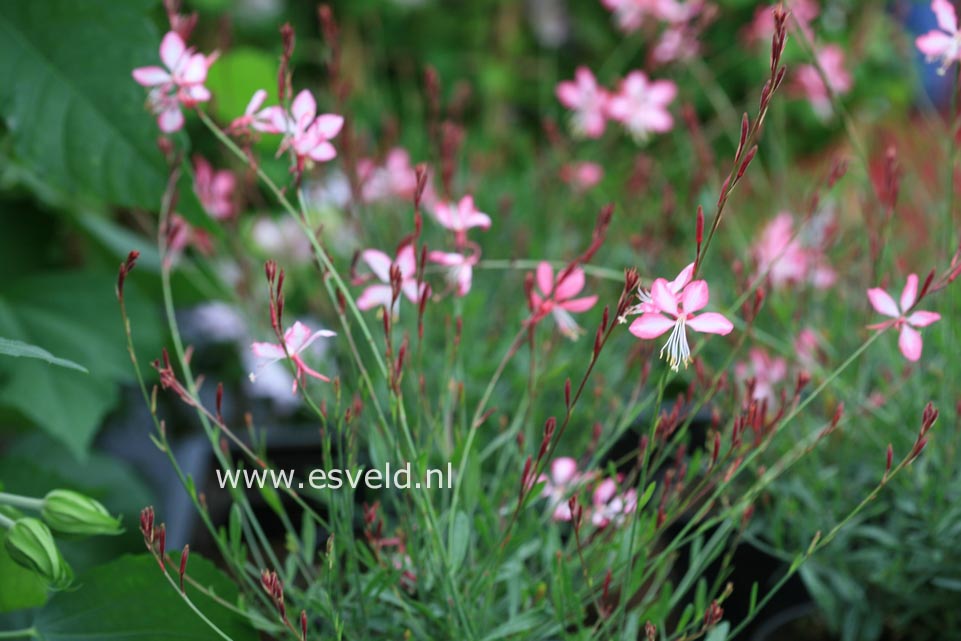 Gaura lindheimeri 'Summer Emotions'