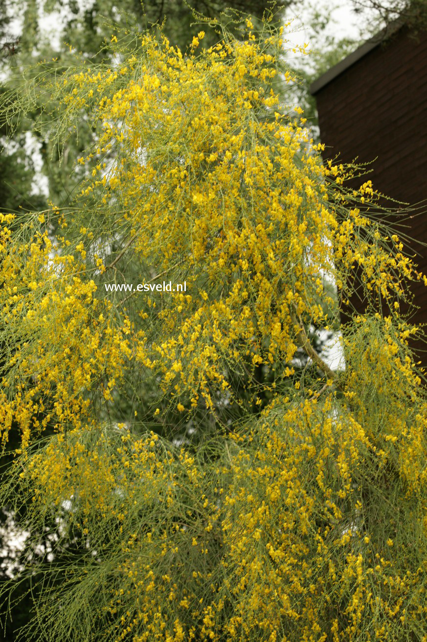 Genista aetnensis